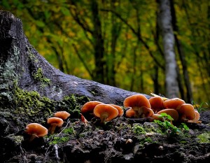 mushrooms at the base of a tree, mushrooms, medicinal mushrooms, bone broth, bone broth boosters