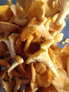 shittake mushrooms, mushrooms, medicinal mushrooms, bone broth, mushrooms in bone broth, mushrooms in broth, herbal mushrooms, mushrooms used as herbs, bone broth boosters, katie visco